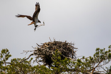 Anflug eines Adlers, Adlerhorst