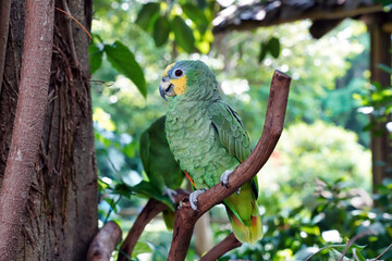The yellow-fronted Amazon, or Suriman amazon, is a bird of the parakeet family	