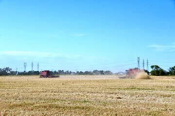 Fototapeta na wymiar A combine is seen harvesting wheat