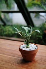green plants in a pot on a wooden table