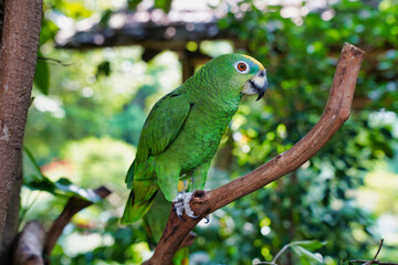  cute green parrot sitting on a branch  