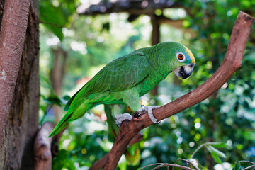 The yellow-fronted Amazon, or Suriman amazon, is a bird of the parakeet family	