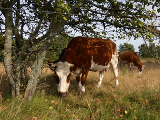 Brown and white cows grazing under the tree, Poland