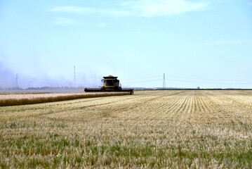 Naklejka premium A combine is seen harvesting wheat in a Manitoba field
