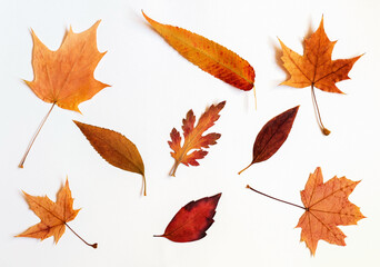 A pattern of colorful autumn leaves on a white background.