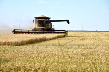 Fototapeta premium A combine is seen harvesting wheat in a Manitoba field