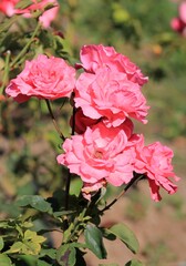 Delicate roses in the Park