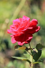 Obraz premium Beautiful close-up roses in the Park