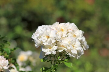 Delicate roses in the Park