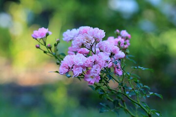 Beautiful close-up roses in the Park
