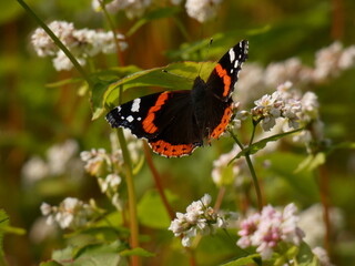 Fototapeta na wymiar Red admiral butterfly (Vanessa atalanta) - butterfly with black wings, orange bands, and white spots, on buckwheat flowers