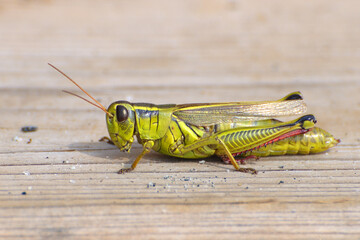 Grasshopper on wooden deck in eastern Ontario