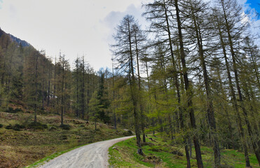 Winkeltal, Frühling, Frühjahr, Alm, Wald, Moschwald, Lackenkammeralm, Villgraten, Föhre,...
