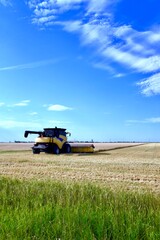 Fototapeta premium A combine works in a wheat field