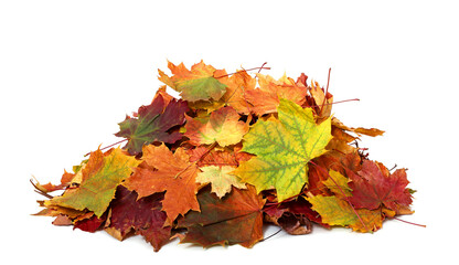 Pile of autumn colored leaves isolated on white background.A heap of different maple dry leaf .Red...