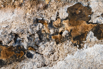 Thermophilic Bacterial mats at Yellowstone National Park