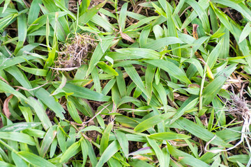 Césped verde, pasto verde