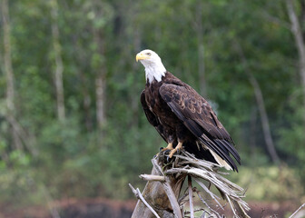 Bald Eagles in Juneau Alaska