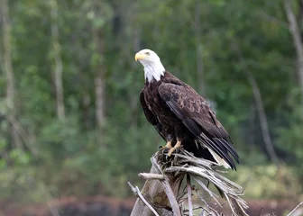 Foto op Plexiglas Bald Eagles in Juneau Alaska © Ian