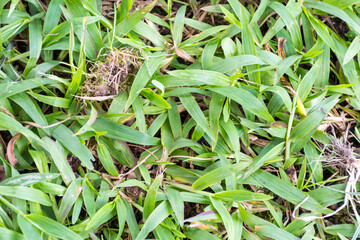 Pasto verde, césped verde