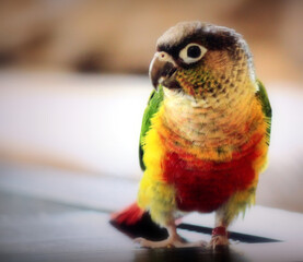 yellow and green conure parrot