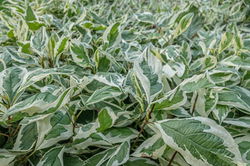 floral background of Cornus alba 'Elegantissima' shrub close up