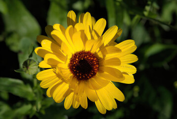 Yellow petal resembles  the sun