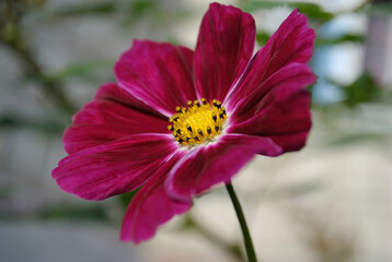 Pink flower swings under the wind