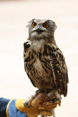 The European owl sits and looks ahead