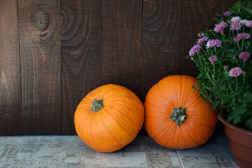 Purple chrysanthemums flowers, two ripe orange pumpkins on background of old brown wooden board. Autumn harvest, Thanksgiving Day or Halloween concept. 
