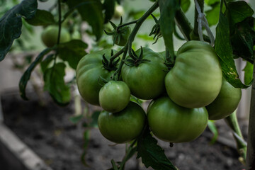 green unripe large round tomatoes grow on branches among the leaves in the greenhouse, harvest