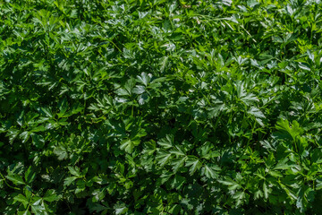 Fototapeta na wymiar Green shiny parsley leaves grow in the vegetable garden in the light of the sun
