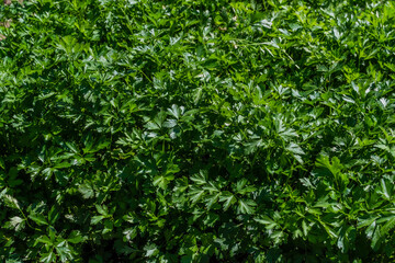 Fototapeta na wymiar Green shiny parsley leaves grow in the vegetable garden in light of sun