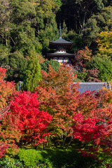 Beautiful multi colored garden in Kyoto (Japan)