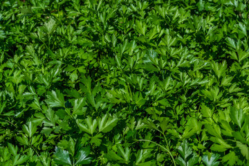 Green shiny parsley leaves grow in vegetable garden in the light of the sun