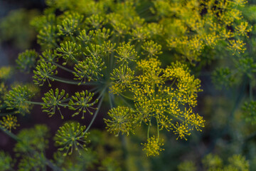 yellow dill umbrellas with seeds in a green vegetable garden in the light of the sun