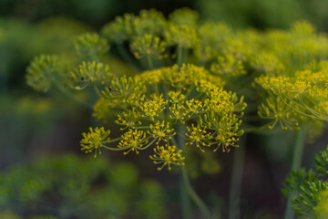 yellow dill umbrellas with seeds in a green vegetable garden in light of the sun