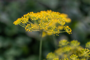 yellow dill umbrella with seeds in a green vegetable garden in the light of the sun