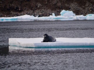 Phoque sur plaque de banquise Seal Iceberg © Clara