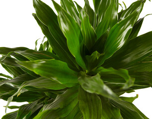 Dracaena pal isolated on white