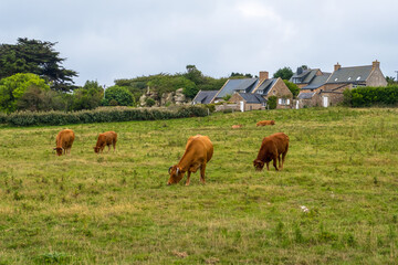 Naklejka na ściany i meble Bulls and Cows in a pasture at picturesque Ile de Brehat island in Cotes-d'Armor department of Brittany, France