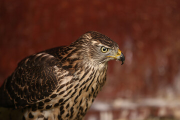 Close-up portrait of a beautiful and healthy falcon