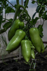green unripe long tomatoes grow on branches among the leaves in the greenhouse, harvest
