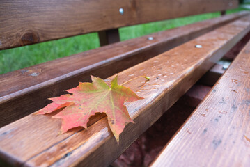 Fallen maple leaf on the park bench background close up.