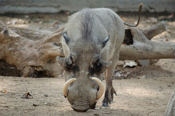 Jabalí, pumba