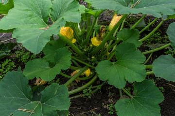 green zucchini bush with large leaves and yellow flowers in the ground beds