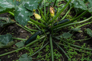 green zucchini bush with large leaves and yellow flowers in the ground beds