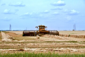 Fototapeta na wymiar close up of swather cutting Manitoba wheat