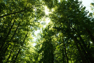 sun shining through the trees