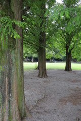 tree in the park